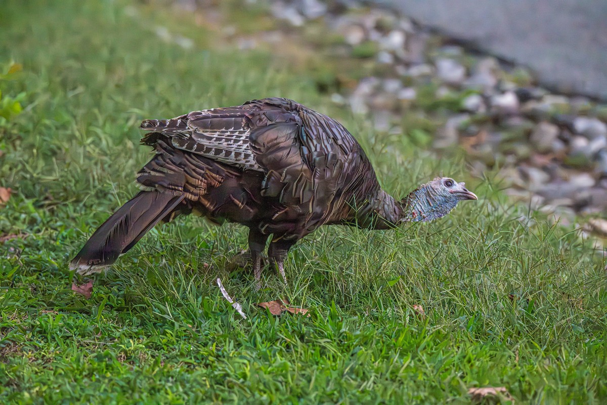 Wild Turkey - ML642158247