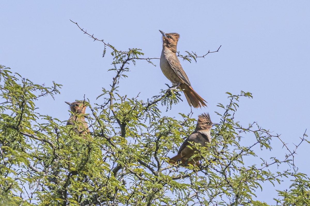 Brown Cacholote - ML642158248