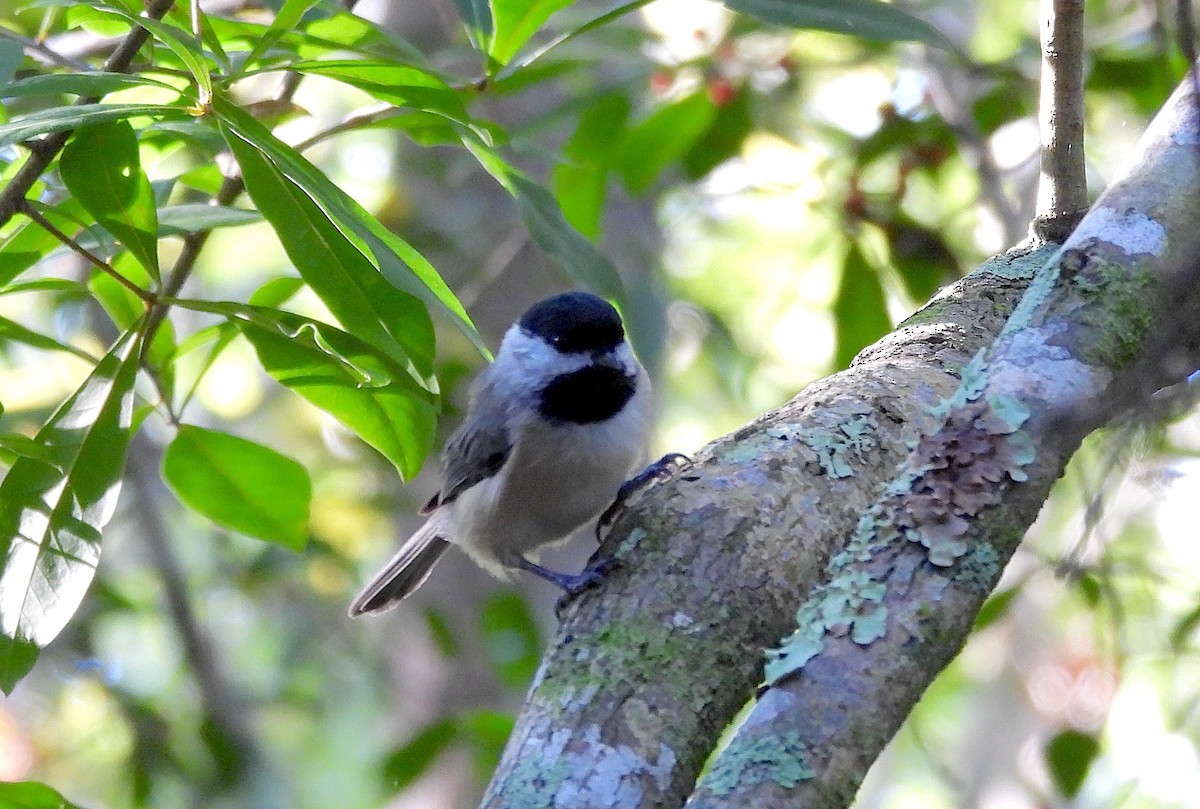 Carolina Chickadee - ML642158254