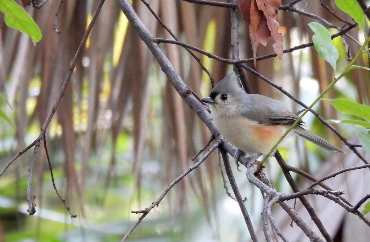 Tufted Titmouse - ML642158261