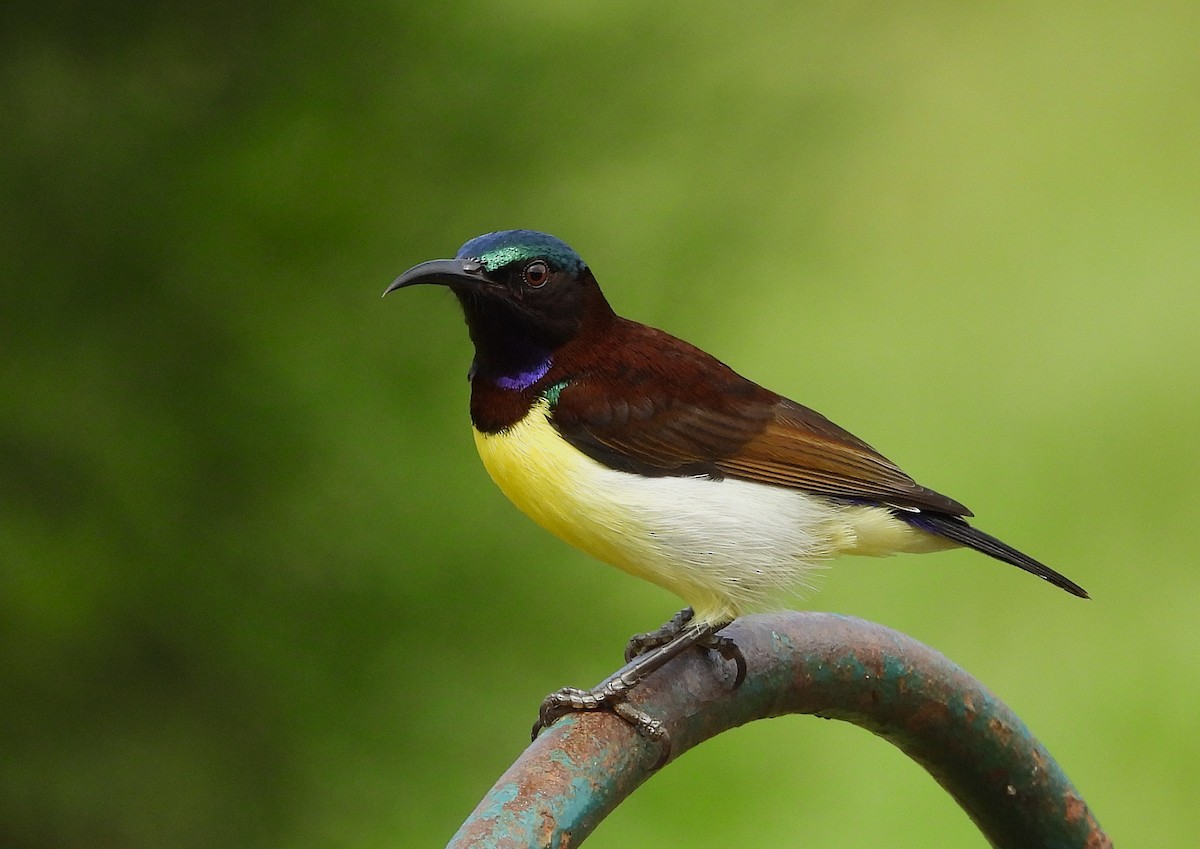 Purple-rumped Sunbird - ML642158262