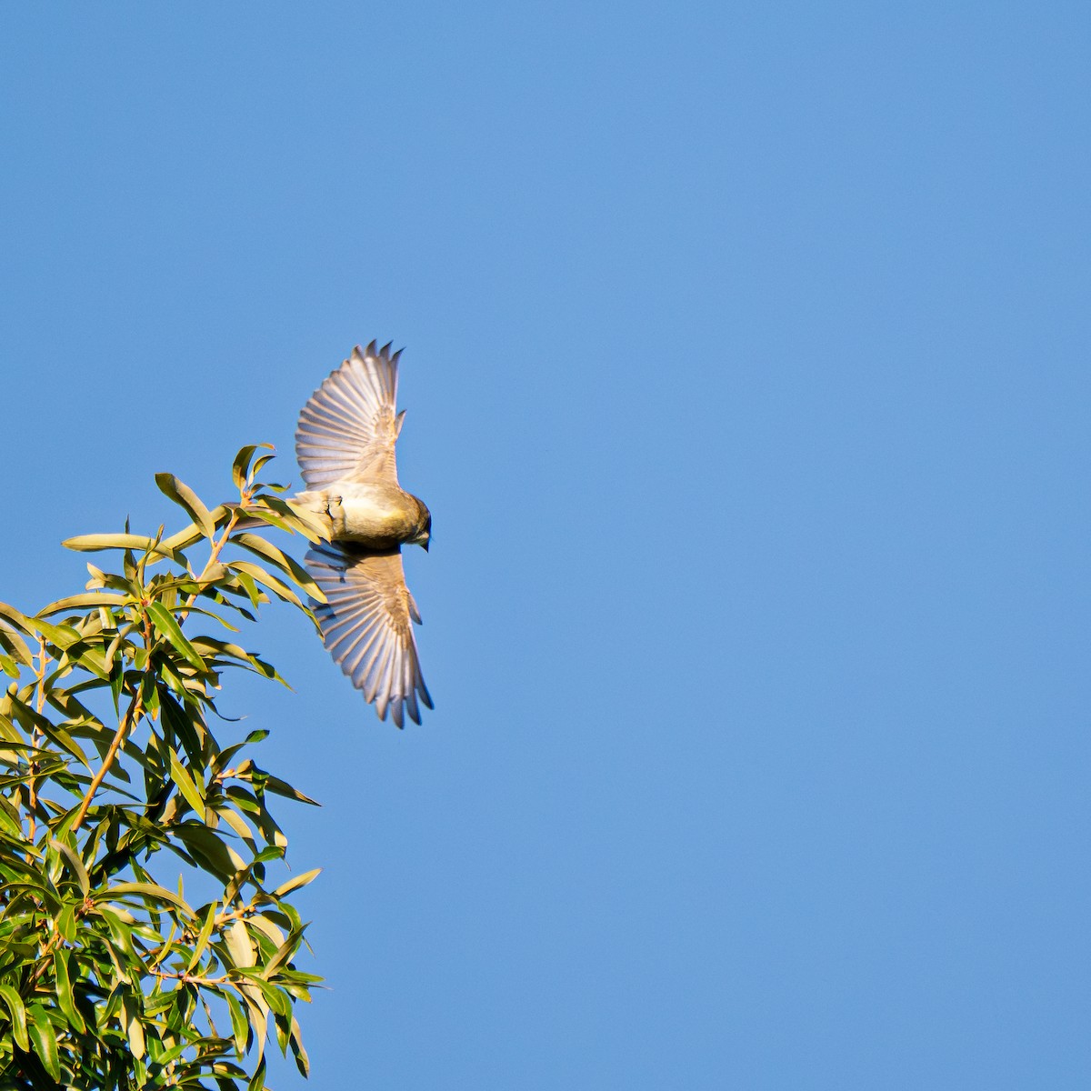 Eastern Wood-Pewee - ML642158264