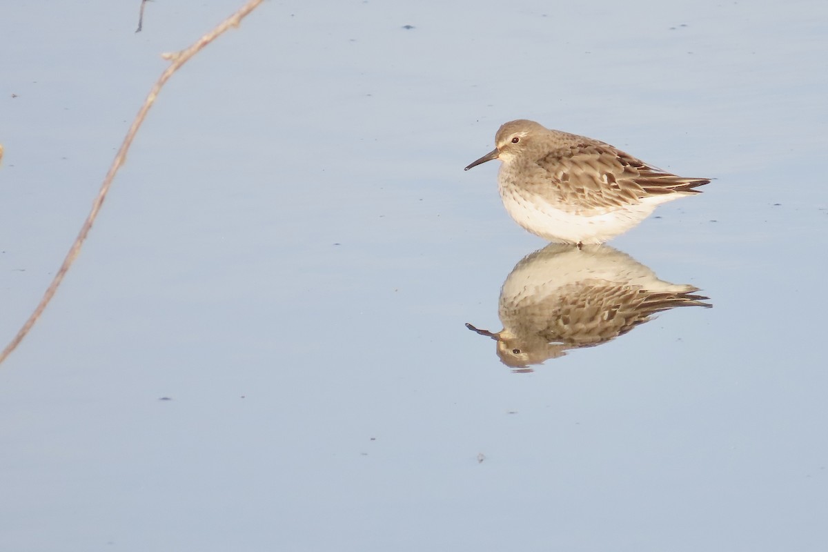 White-rumped Sandpiper - ML642158295