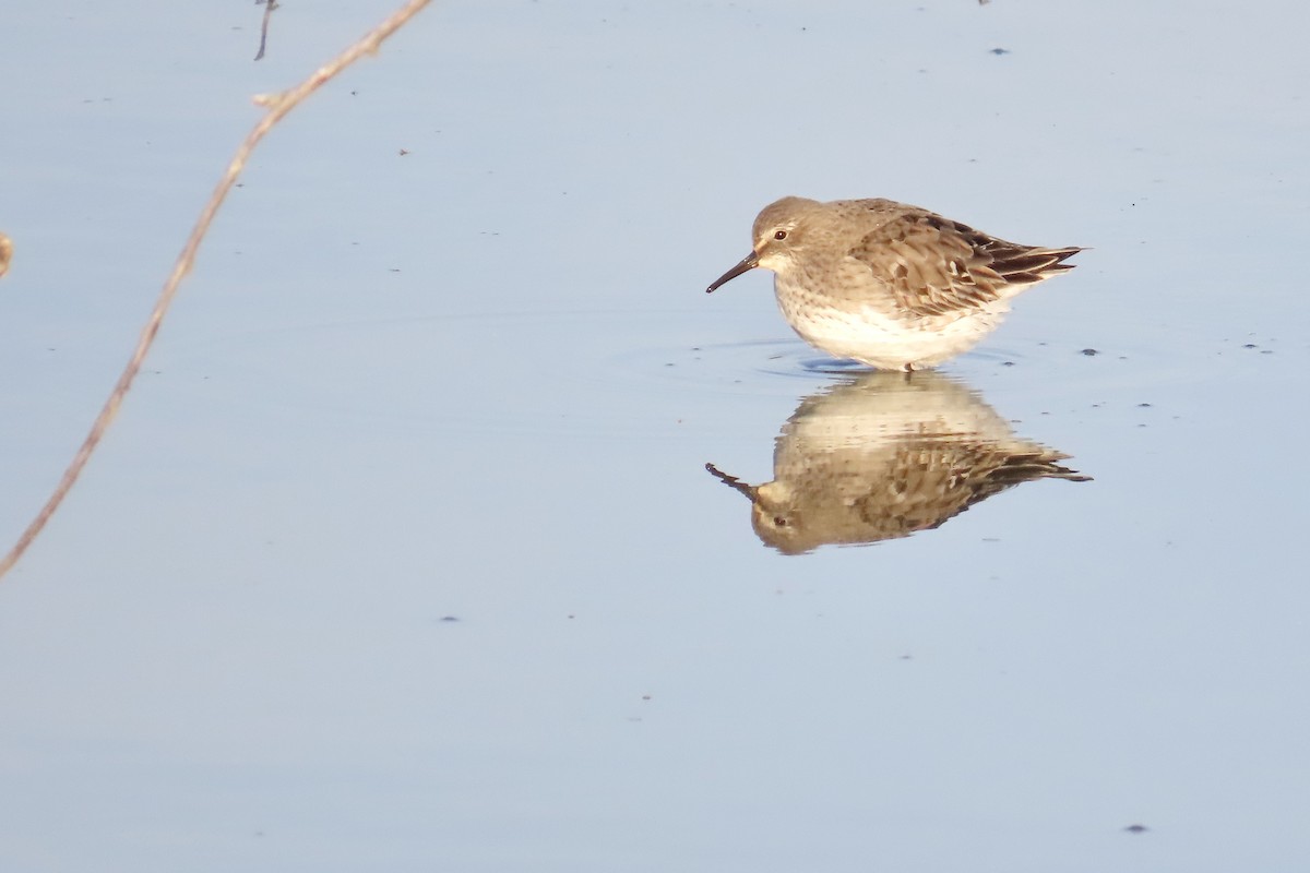 White-rumped Sandpiper - ML642158296