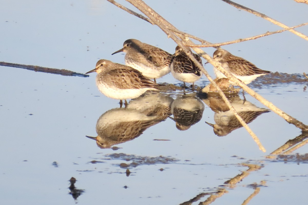 White-rumped Sandpiper - ML642158297