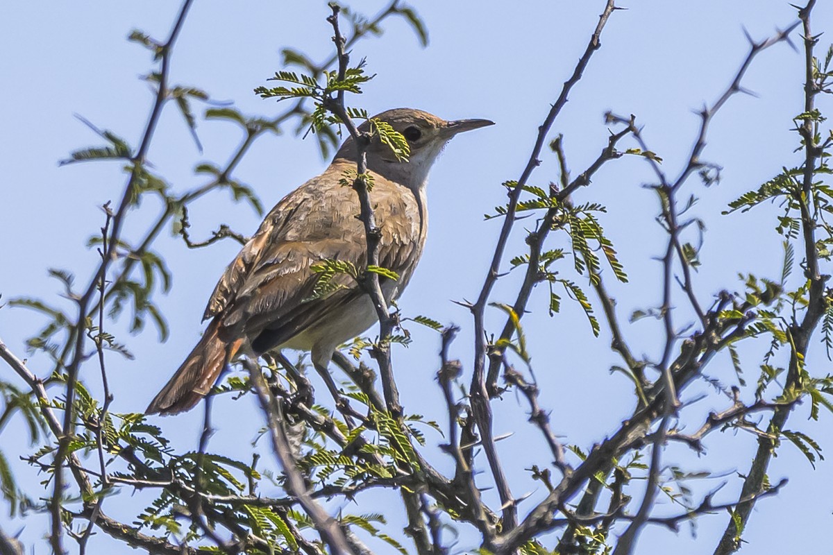 セアカカマドドリ - ML642158323
