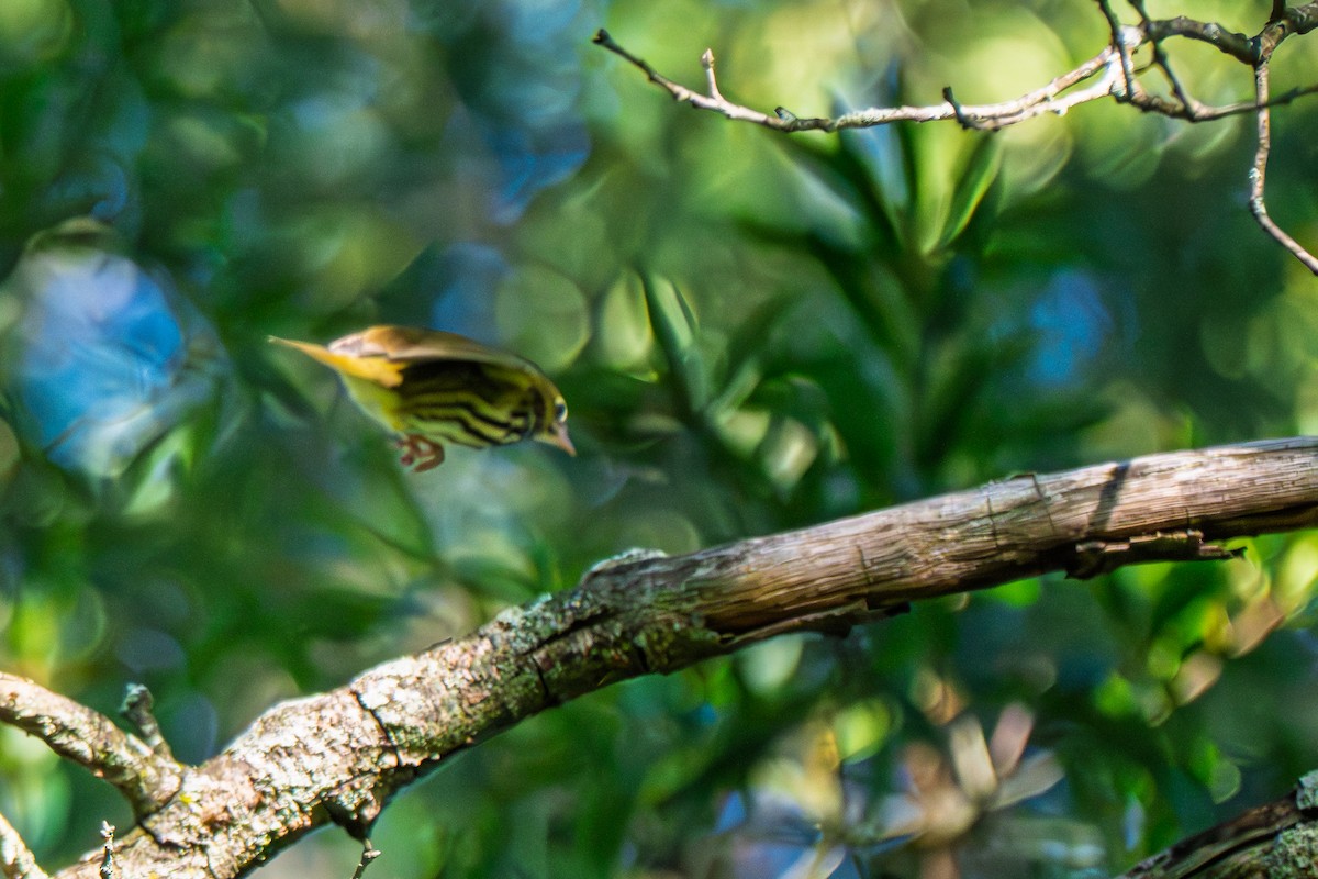 Ovenbird - ML642158333