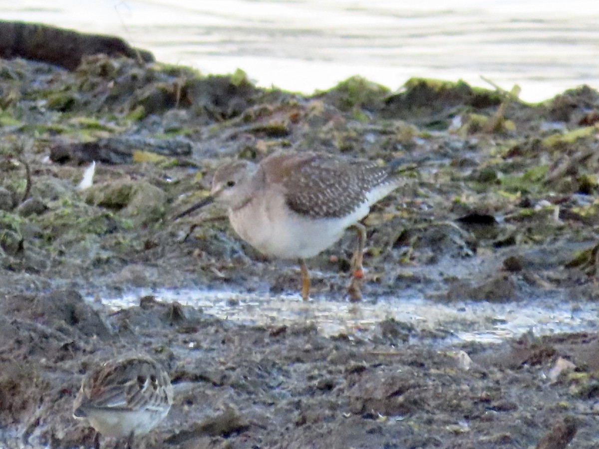 Lesser Yellowlegs - ML642158335