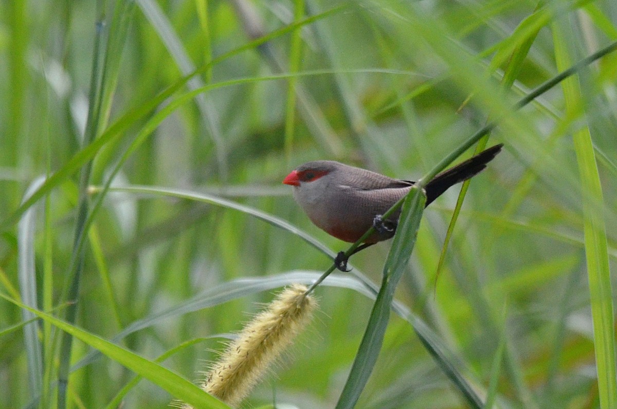 Common Waxbill - ML642158340