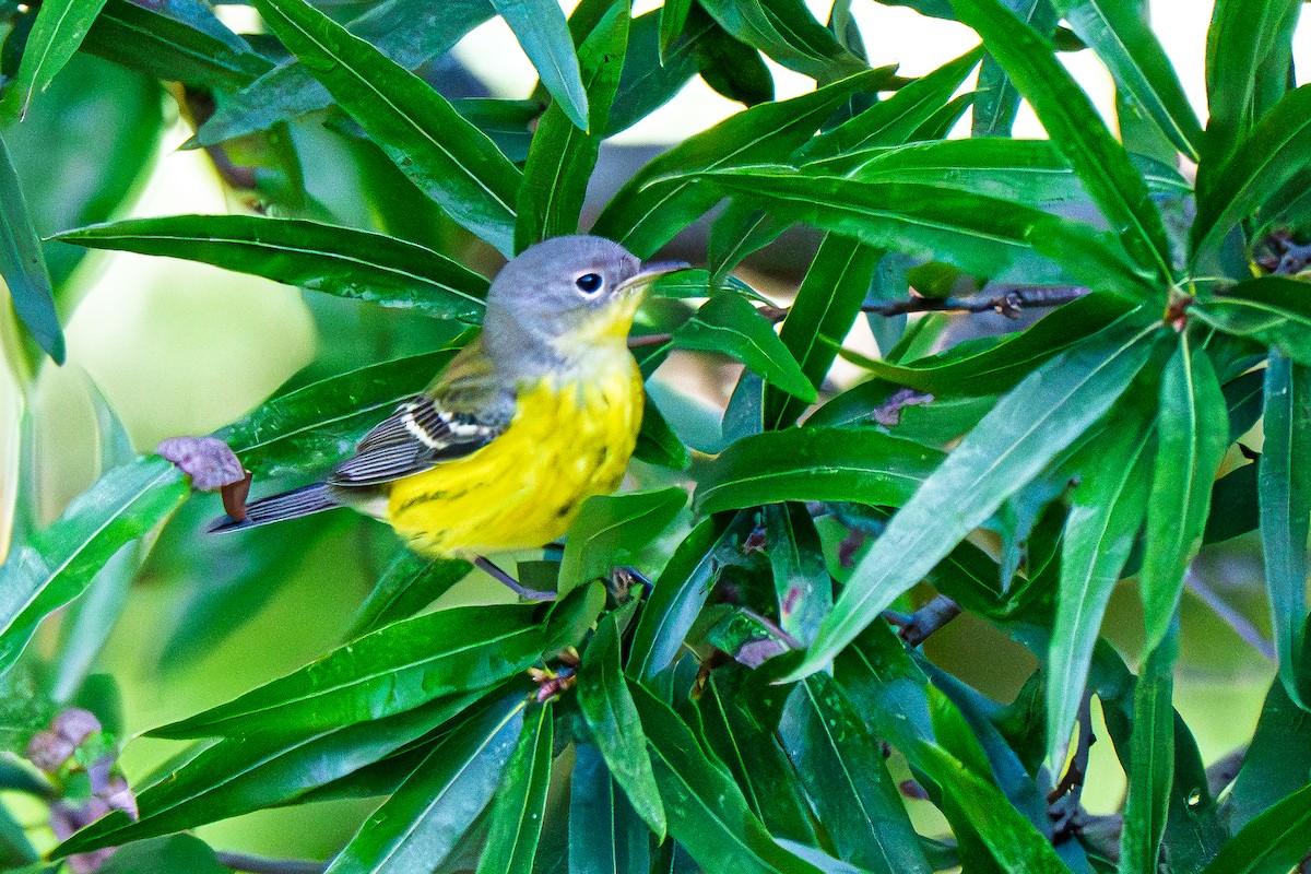 Magnolia Warbler - ML642158344