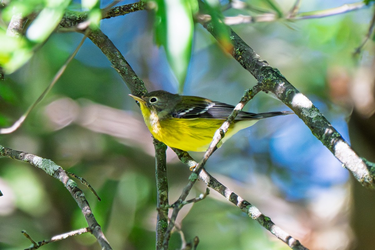 Magnolia Warbler - ML642158345