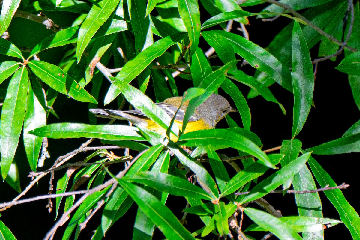 Magnolia Warbler - ML642158346
