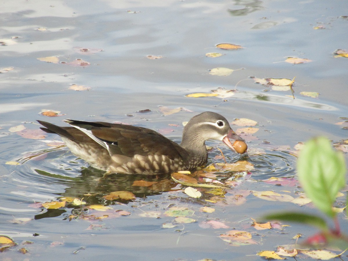 Mandarin Duck - ML642158361