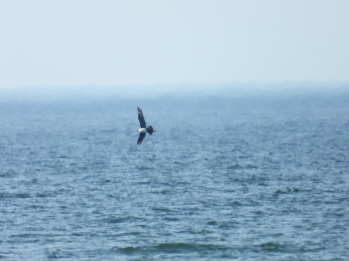 Parasitic Jaeger - ML642158395