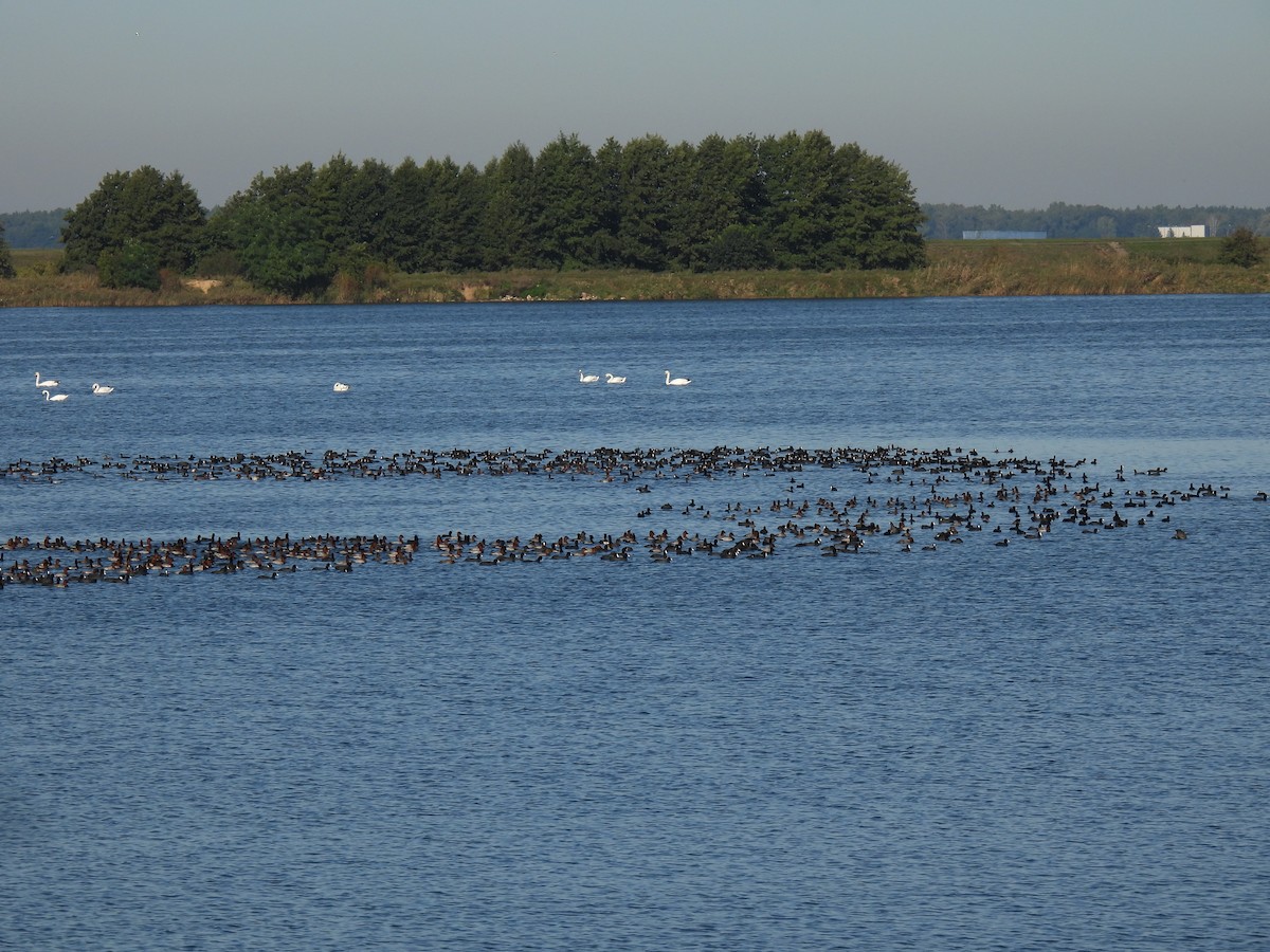 taffeland - ML642158408