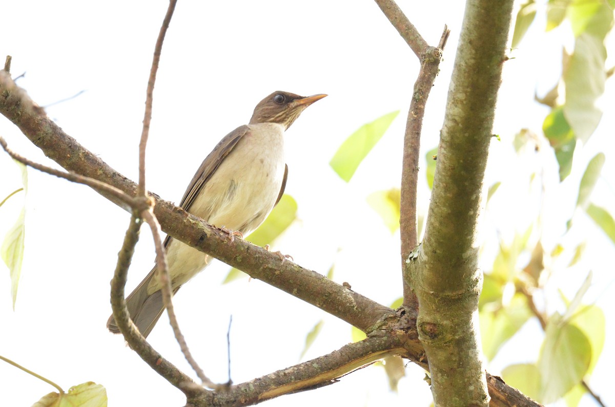 Creamy-bellied Thrush - ML642158431