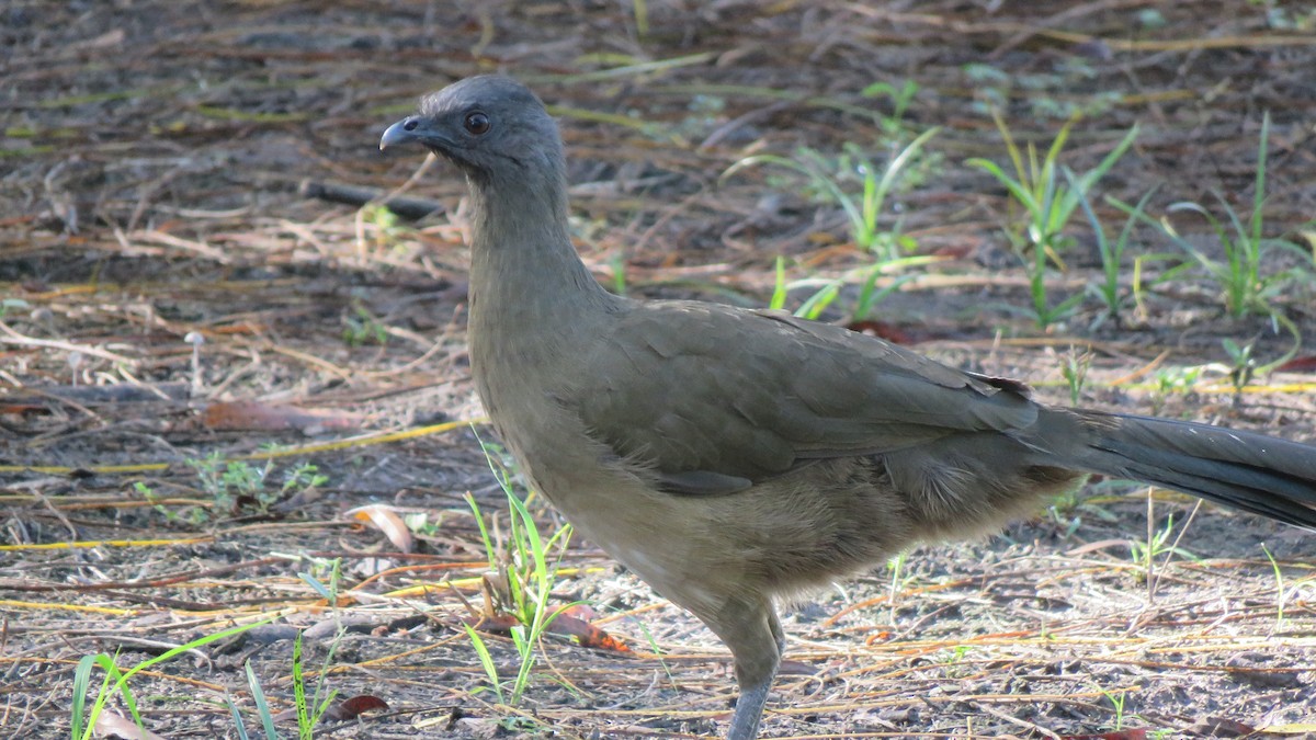 Chachalaca Norteña - ML642158434