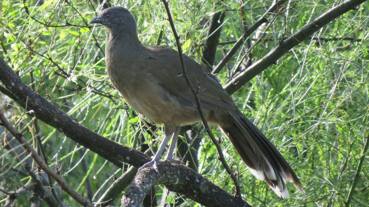 Chachalaca Norteña - ML642158435