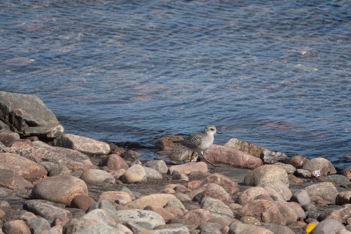 Black-bellied Plover - ML642158437
