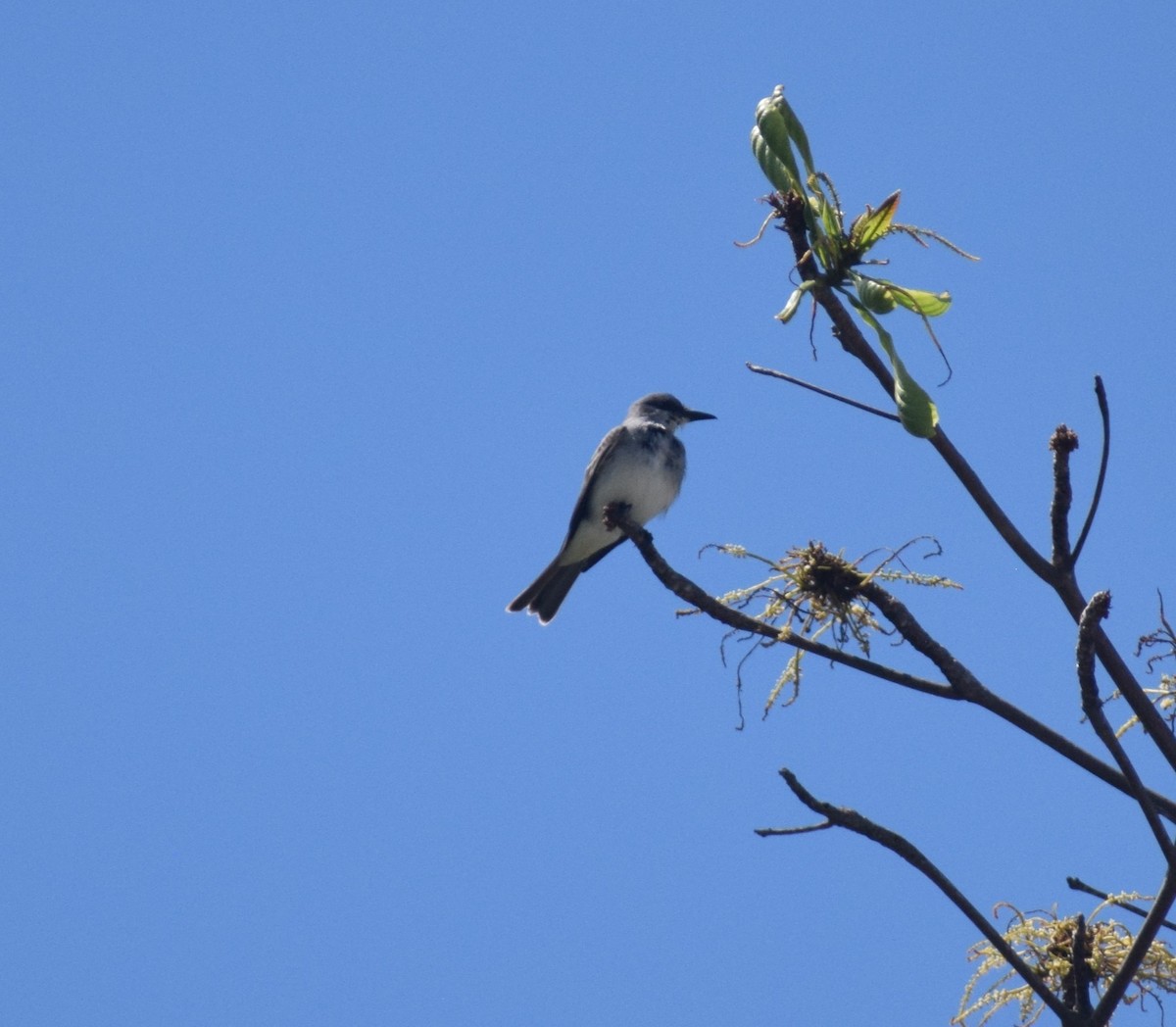 Gray Kingbird - ML642158456