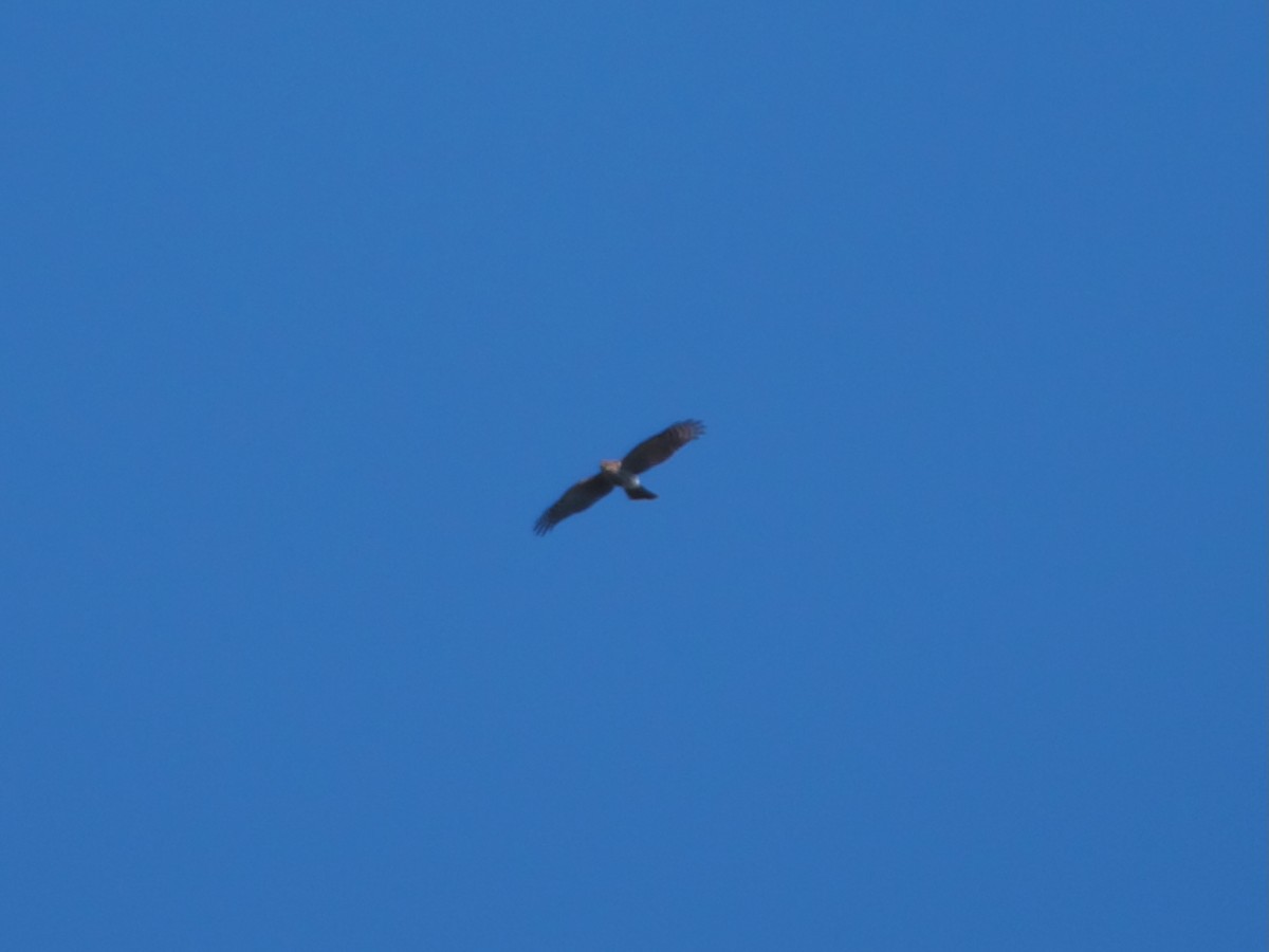 Sharp-shinned Hawk - ML642158500