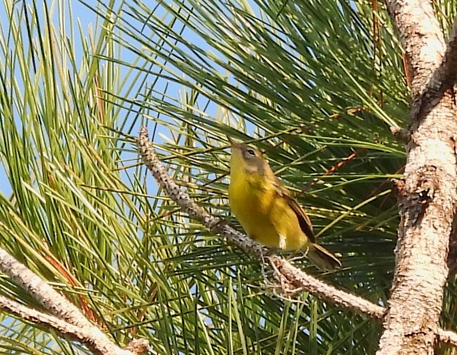 Prairie Warbler - ML642158554