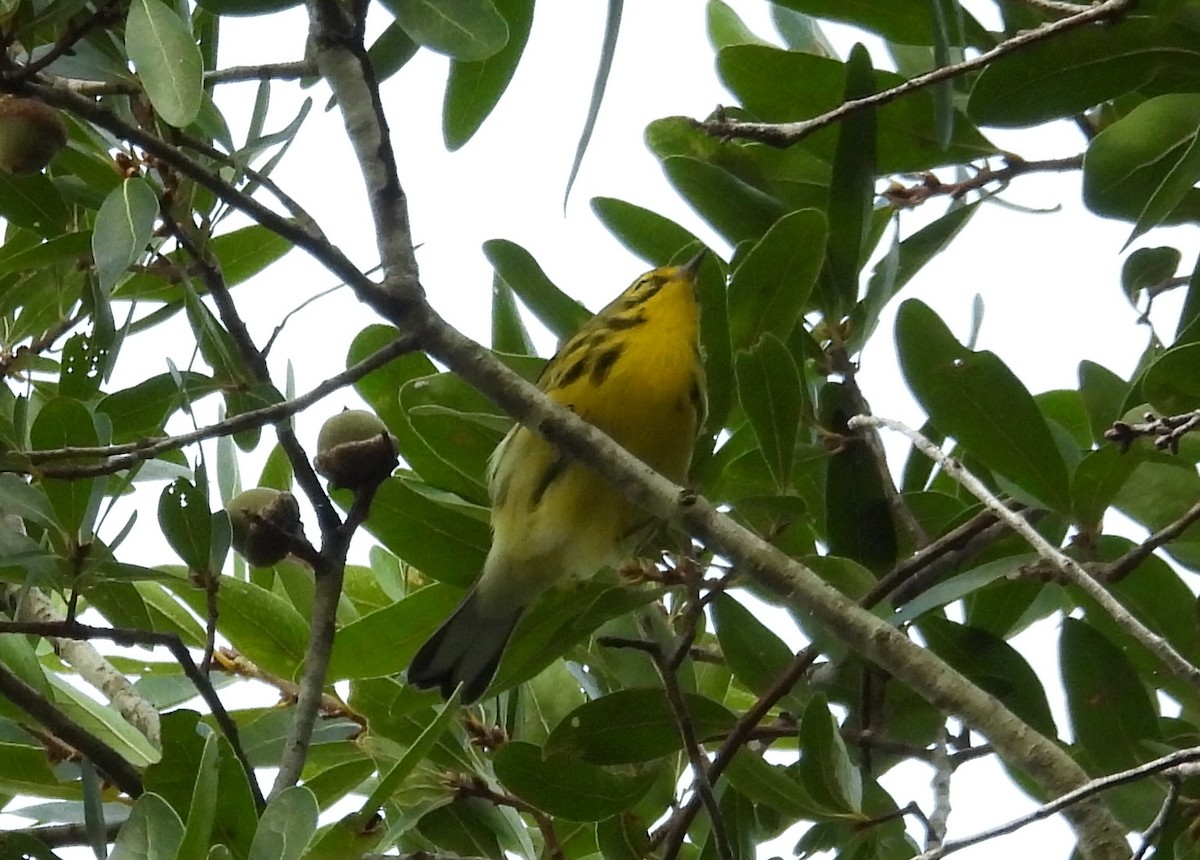 Prairie Warbler - ML642158559