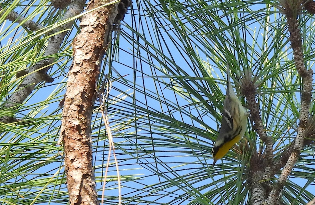 Yellow-throated Warbler - ML642158563