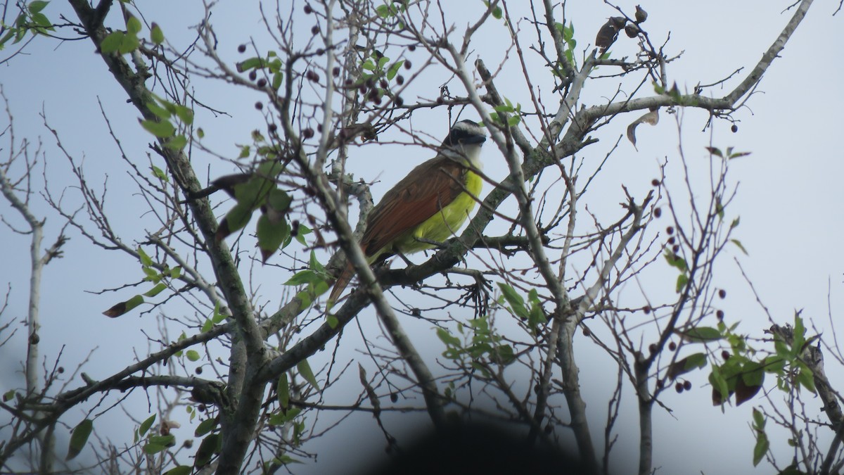 Great Kiskadee - ML642158581