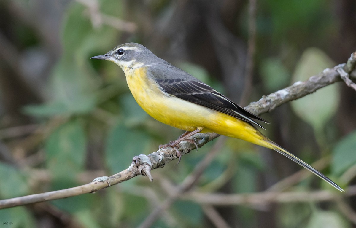 Gray Wagtail - ML642158584