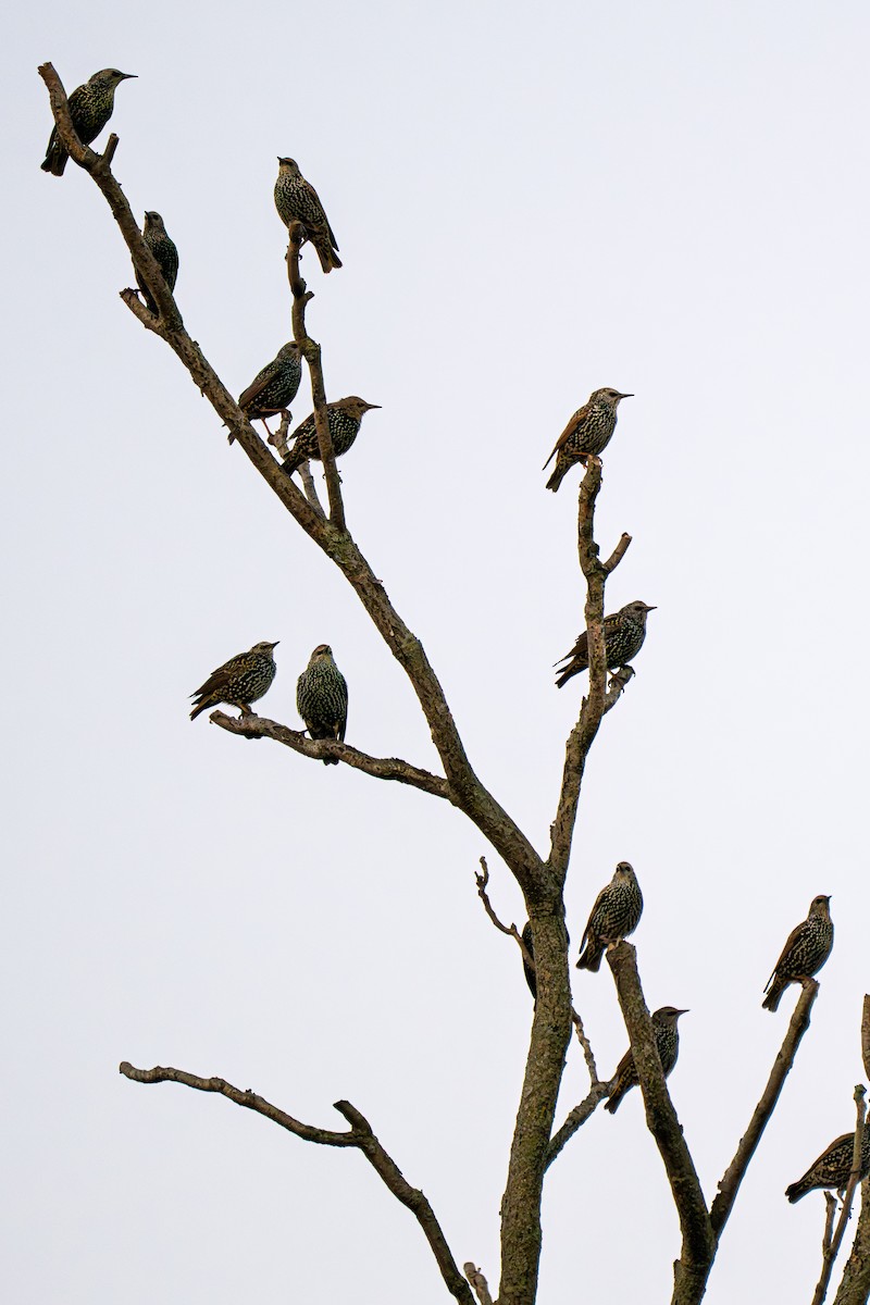 European Starling - ML642158593