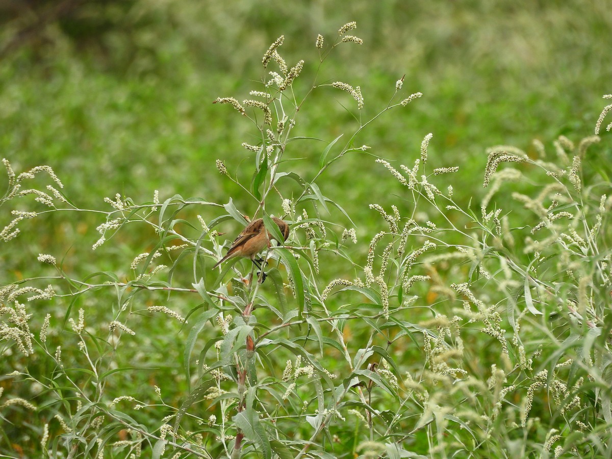 russesvartstrupe - ML642158610
