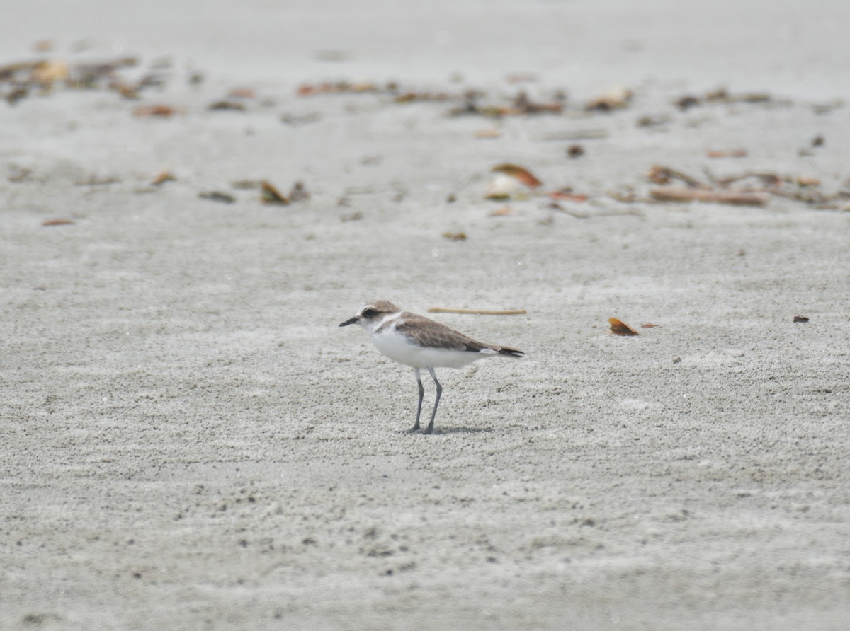 Kentish Plover - ML642158622