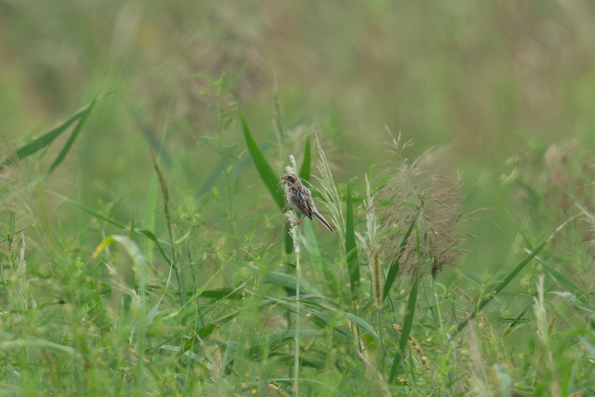 Ochre-rumped Bunting - ML642158638