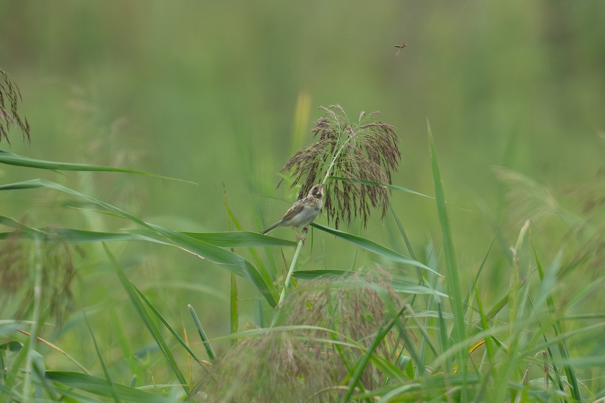 Ochre-rumped Bunting - ML642158639