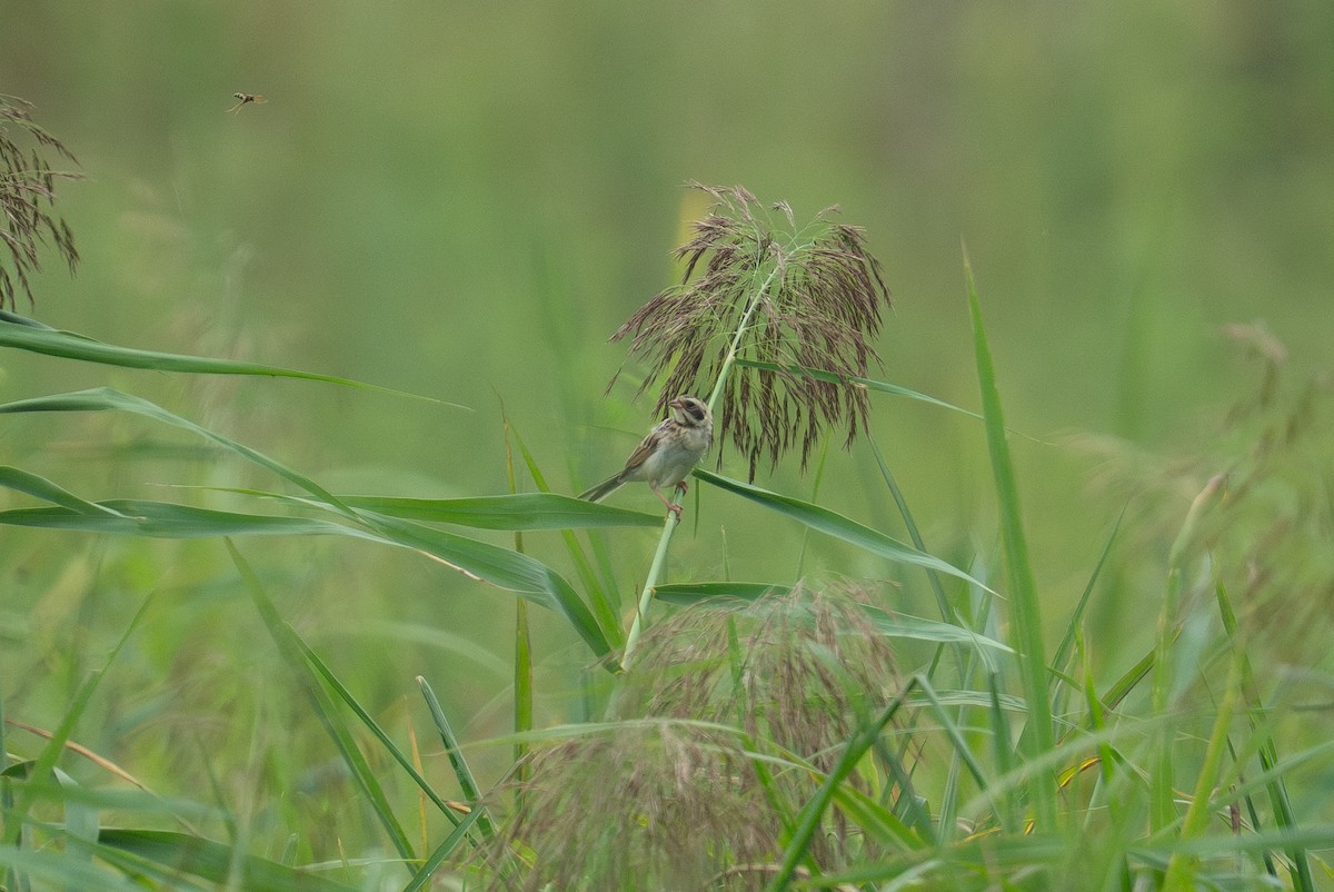 Ochre-rumped Bunting - ML642158640