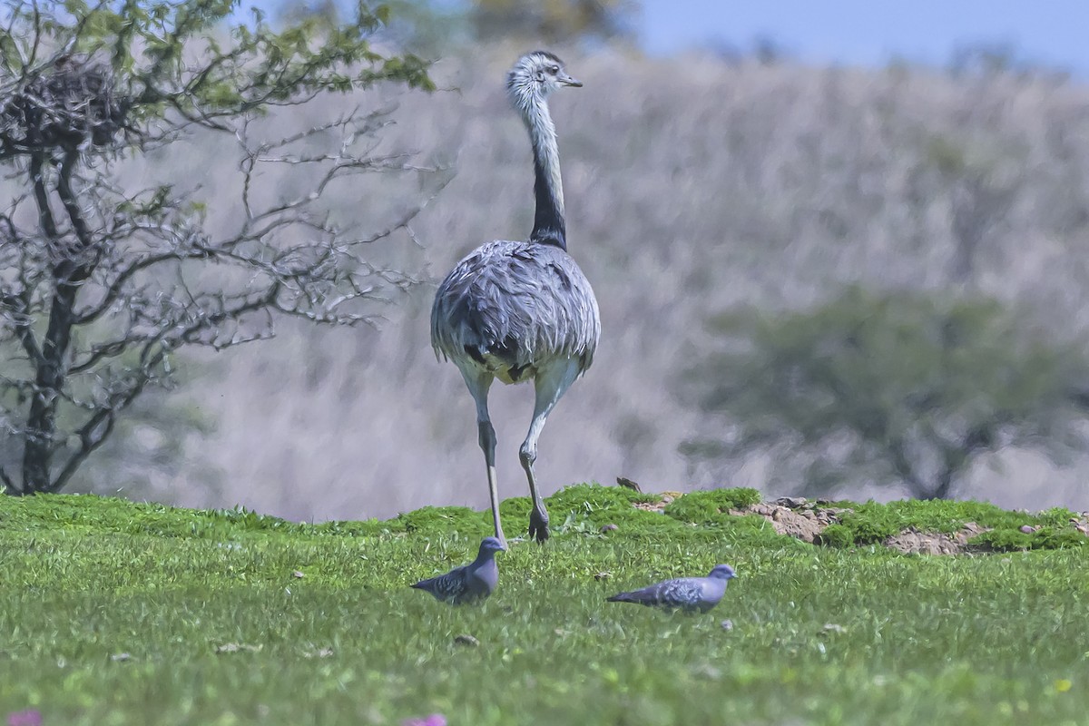Greater Rhea - ML642158645