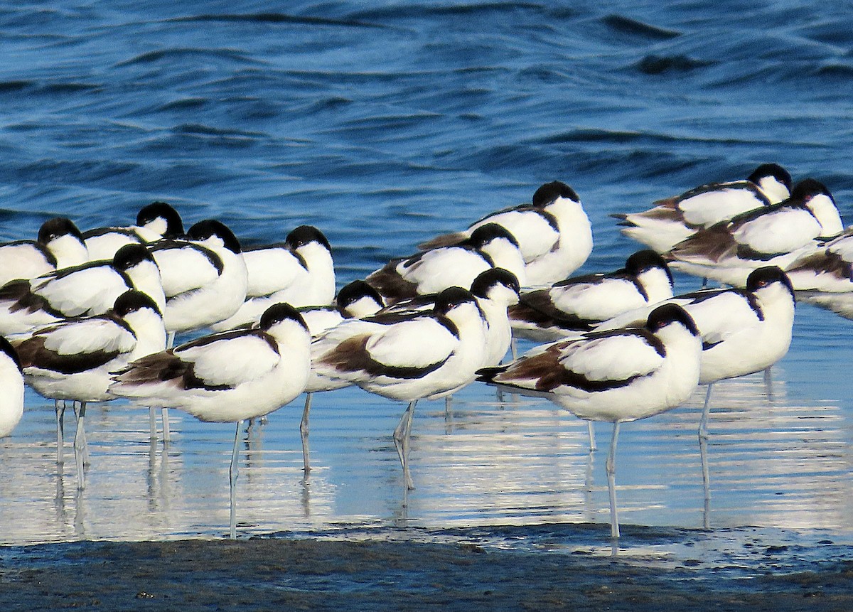 Avocetta - ML642158710