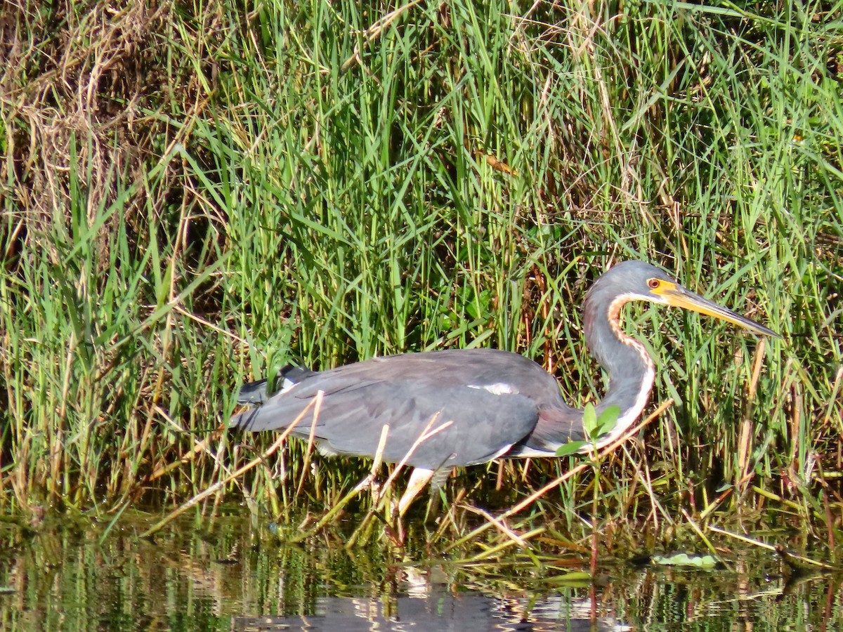 Tricolored Heron - ML642158713