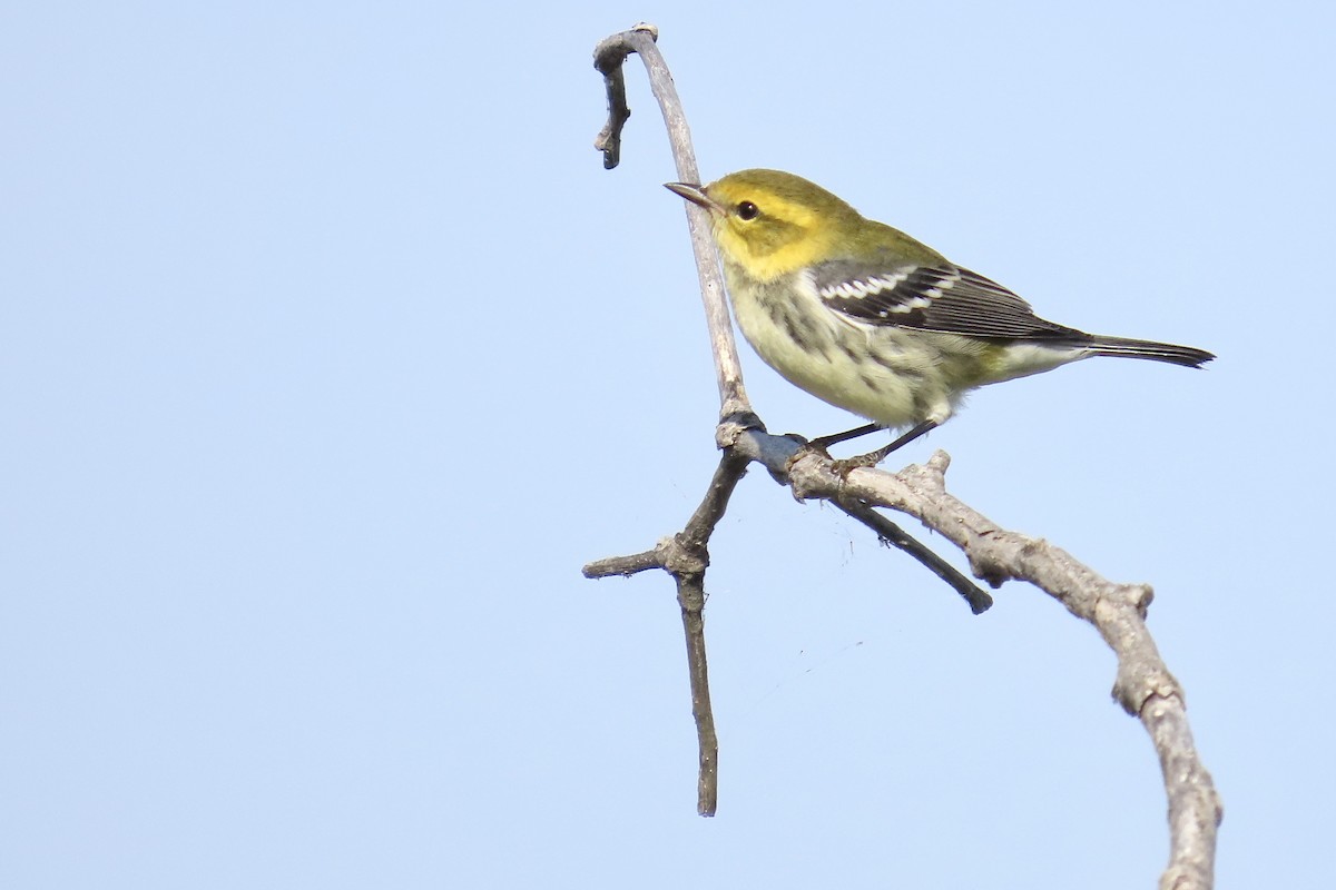 Black-throated Green Warbler - ML642158714