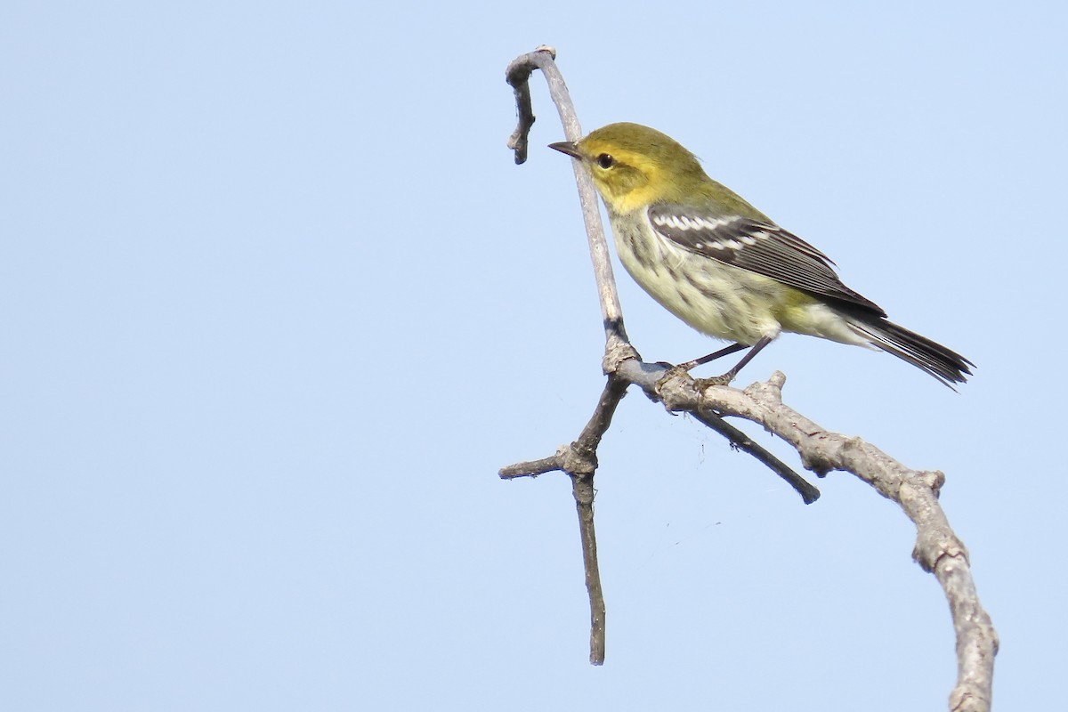 Black-throated Green Warbler - ML642158715