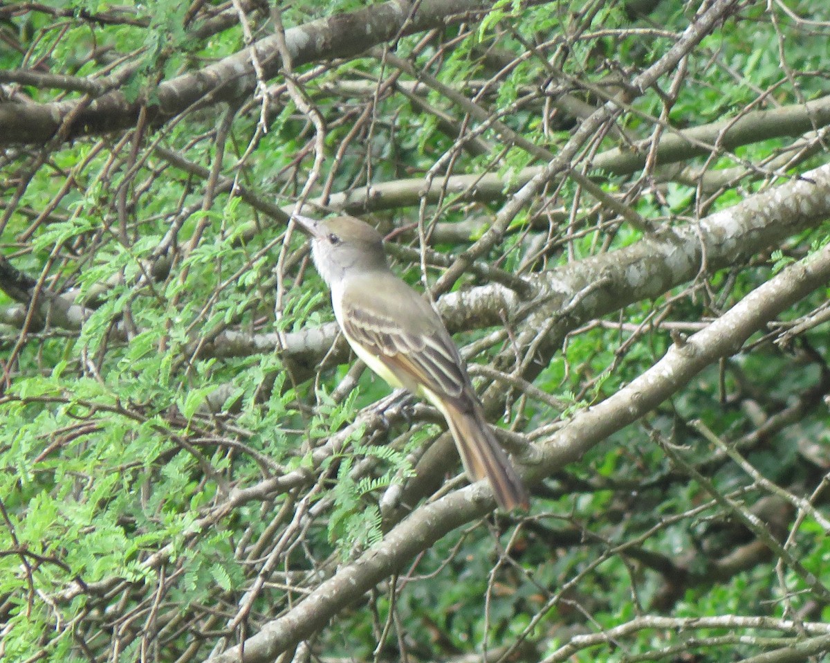 Brown-crested Flycatcher - ML642158716