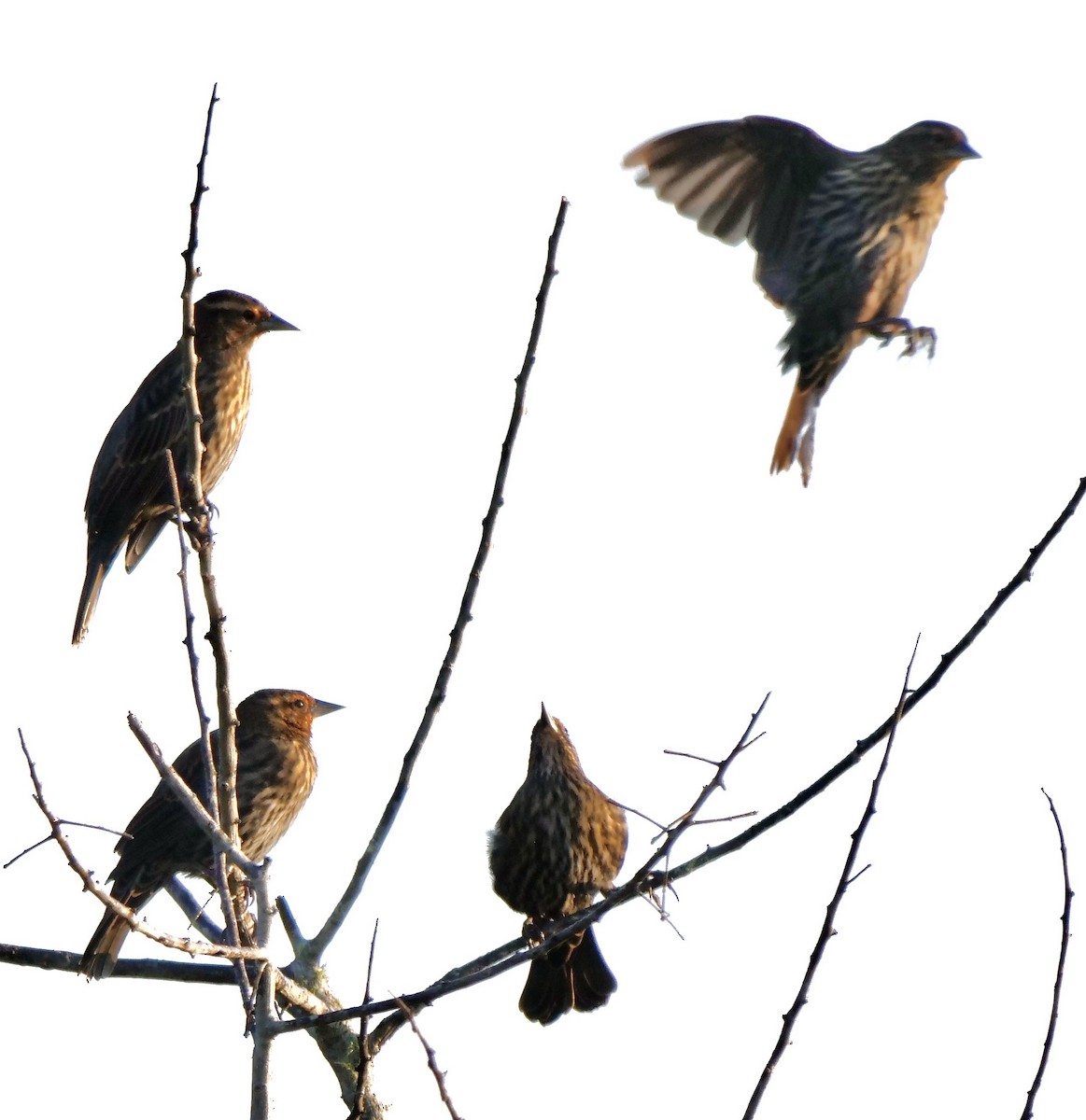 Red-winged Blackbird - ML642158717