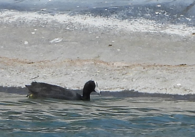 American Coot - ML642158721