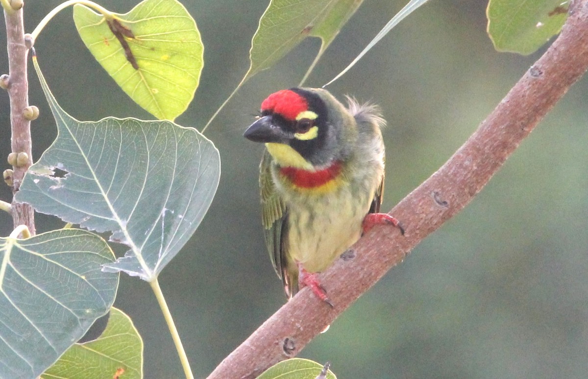 Coppersmith Barbet - ML642158723