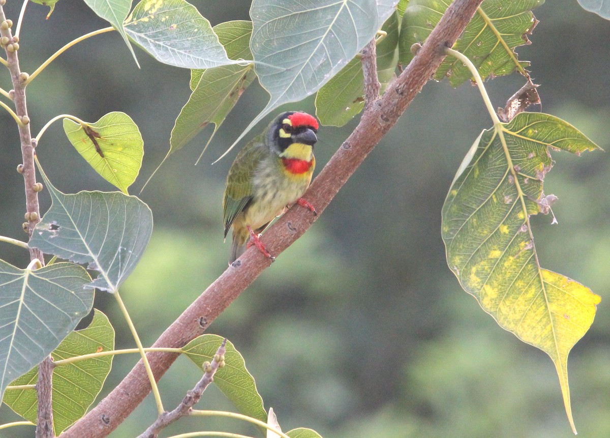 Coppersmith Barbet - ML642158724