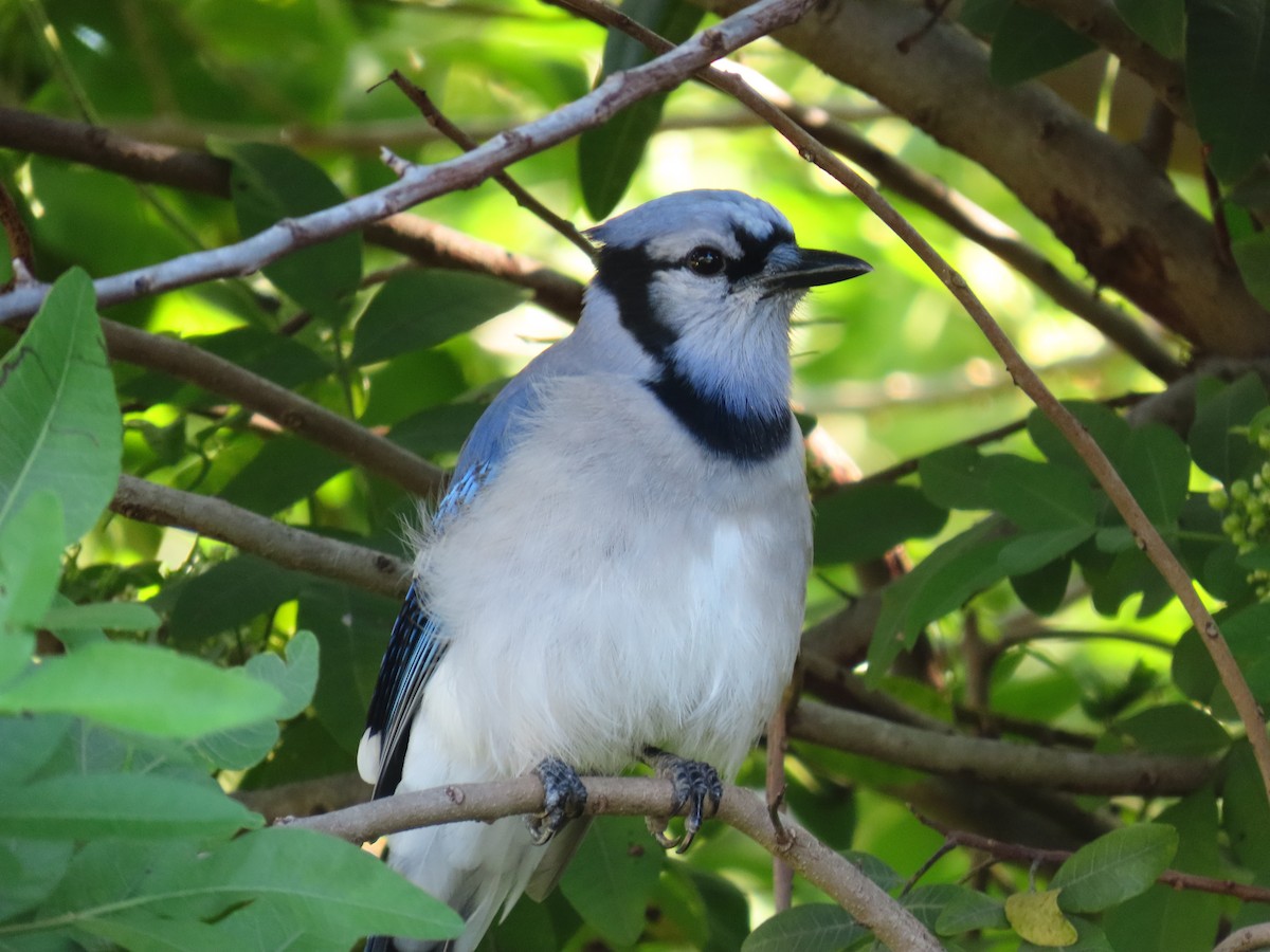 Blue Jay - ML642158726