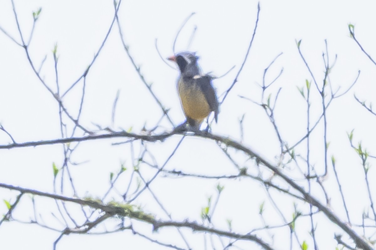 Golden-billed Saltator - ML642158727