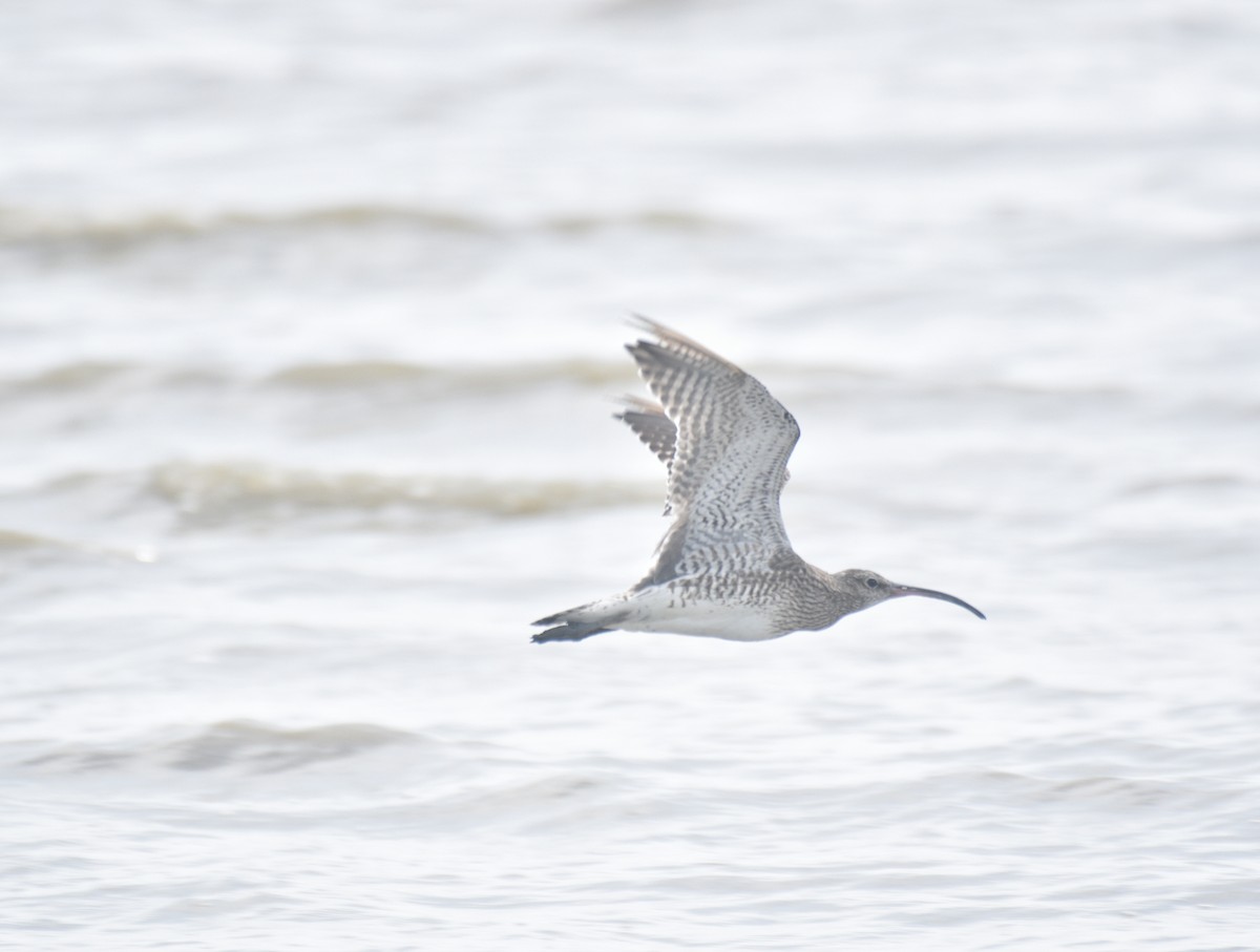 Eurasian Whimbrel - ML642158731