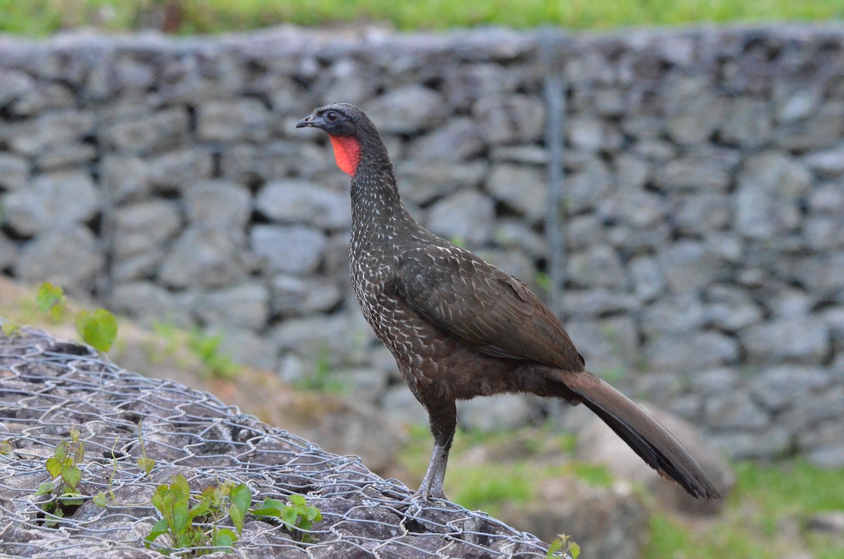 Dusky-legged Guan - ML642158733